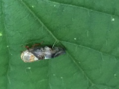 Drabescus