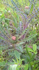 Cirsium drummondii