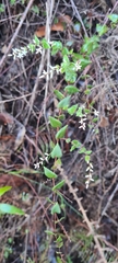 Leucopogon amplexicaulis