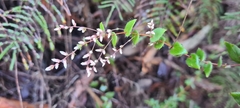 Leucopogon amplexicaulis