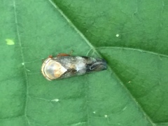Drabescus