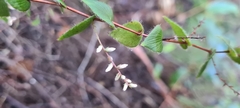 Leucopogon amplexicaulis