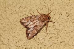 Apamea atrosuffusa
