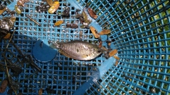 Trichopodus trichopterus