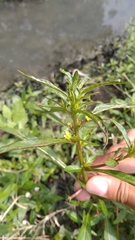 Ludwigia