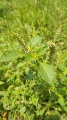 Basilicum polystachyon