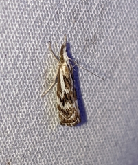 Catoptria oregonicus