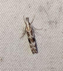 Catoptria oregonicus