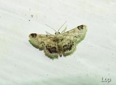 Idaea micra