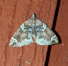 Eulithis xylina