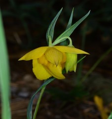 Calochortus amabilis
