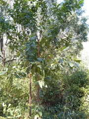 Angophora subvelutina