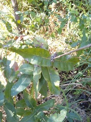 Angophora subvelutina