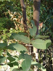 Angophora subvelutina