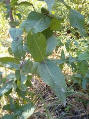 Angophora subvelutina