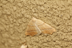 Tetracis jubararia