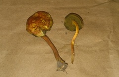 Boletus harrisonii