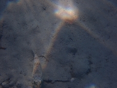 Torquigener flavimaculosus