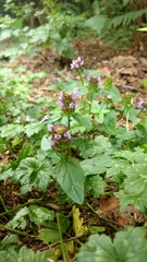 Prunella vulgaris vulgaris