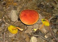 Boletus harrisonii