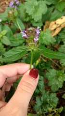 Prunella vulgaris vulgaris