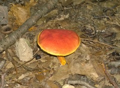 Boletus harrisonii