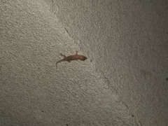 Hemidactylus turcicus