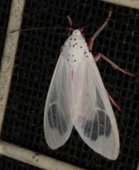 Amerila eugenia