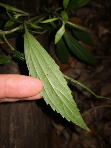 Ageratina riparia