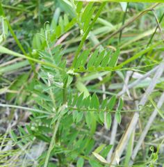 Vicia megalotropis