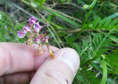 Vicia megalotropis