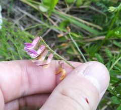 Vicia megalotropis