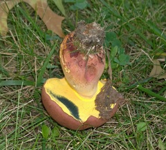 Lanmaoa pseudosensibilis