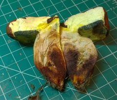 Lanmaoa pseudosensibilis