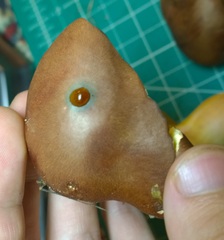 Lanmaoa pseudosensibilis