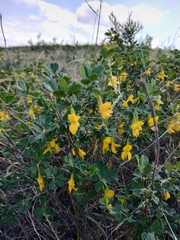 Caragana frutex