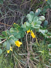 Caragana frutex