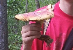 Lanmaoa pallidorosea