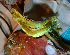 Lanmaoa pallidorosea