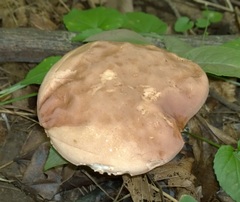 Tylopilus appalachiensis