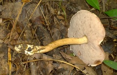 Tylopilus appalachiensis