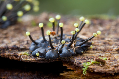 Stromatographium stromaticum