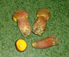 Lanmaoa pallidorosea