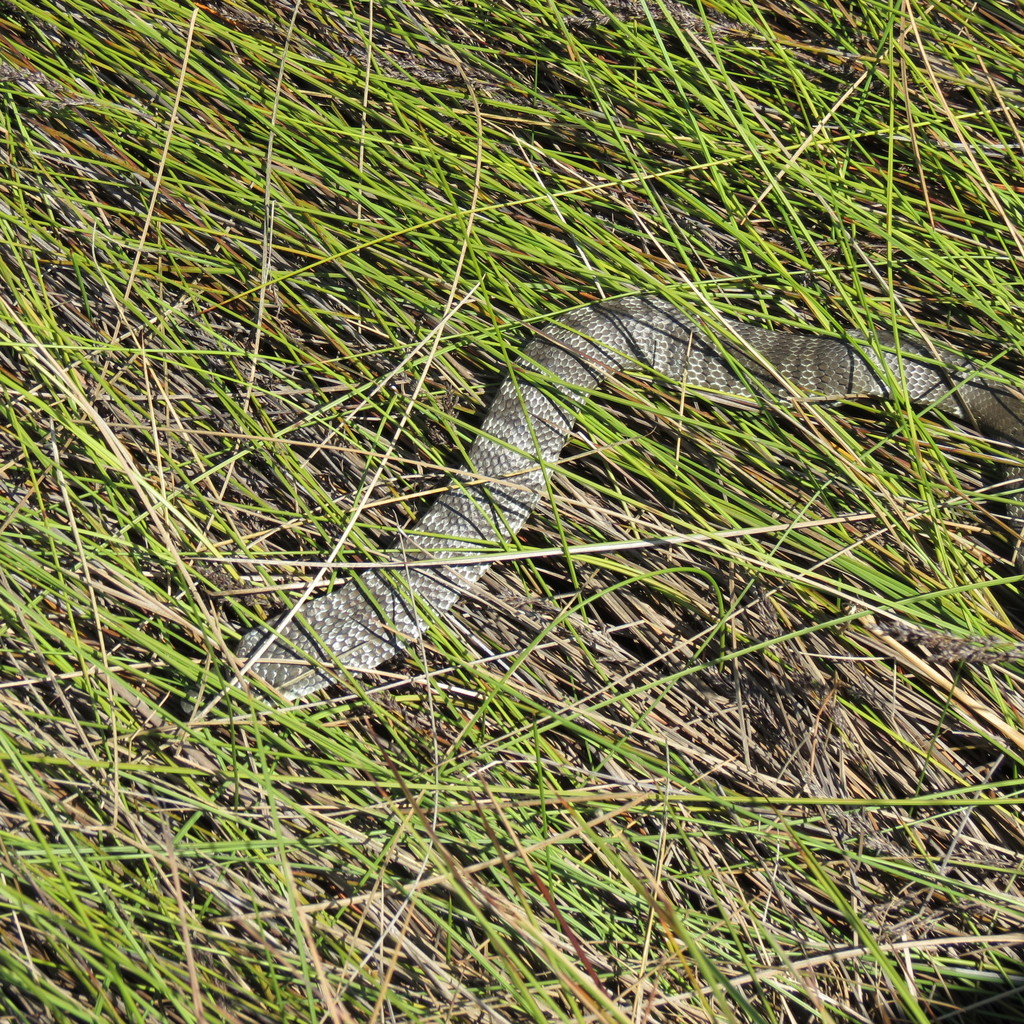 Tiger Snake from Melbourne VIC, Australia on January 25, 2016 at 07:32 ...