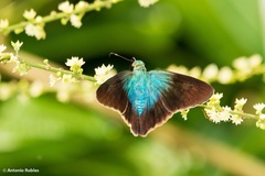 Thorybes egregius egregius