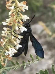 Scolia mexicana
