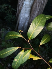 Cryptocarya microneura