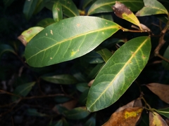 Cryptocarya microneura