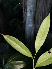 Cryptocarya microneura