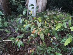 Cryptocarya microneura